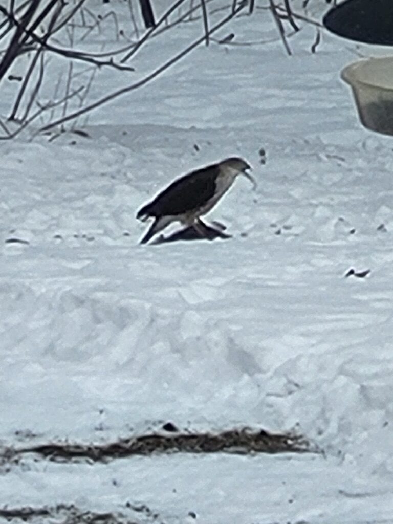 Hawk eating a dove