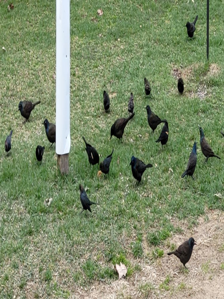 Black birds are migrating!
