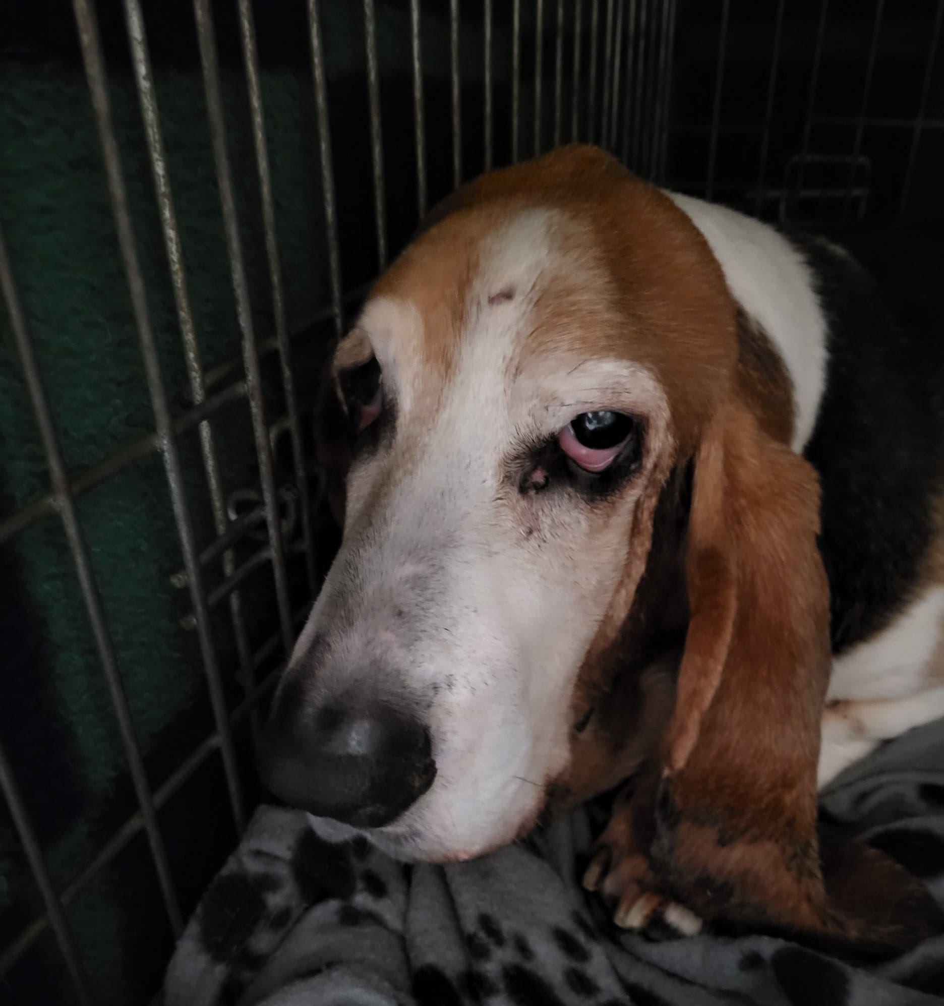 Giving Duke Medication โ Michigan Backyard Journal