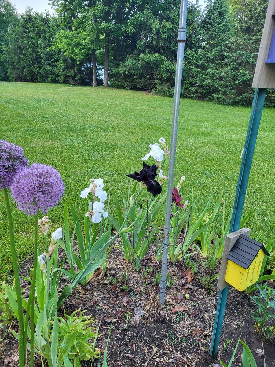 Irises & Allium – Birds and More!