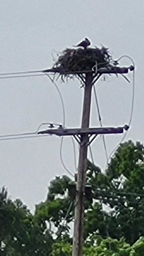 Hawk Nesting down the road