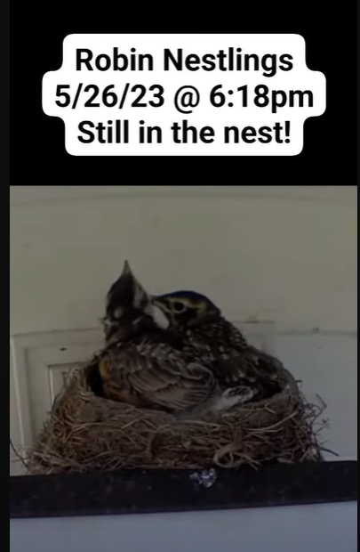 Bird is the word! Nest Cam Updates