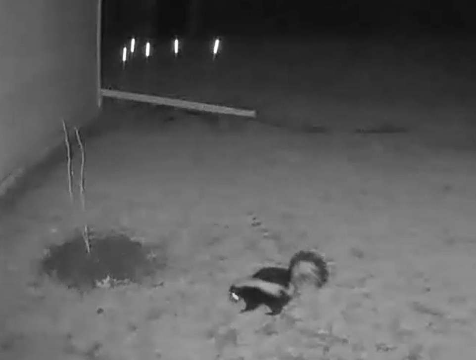 VIDEO:  A skunk visits?!