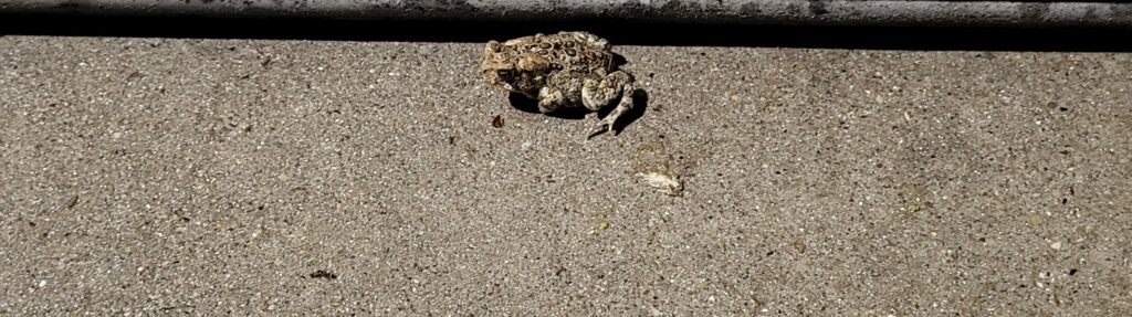 VIDEO: American Toad climbing onto porch!
