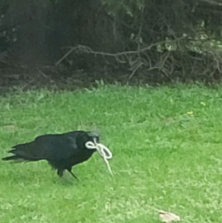 VIDEO:  American Crow finds snake in the grass!
