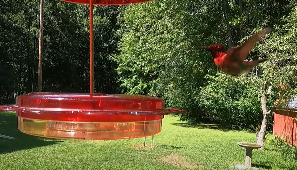 6 minutes of Ruby Throated Hummingbirds!
